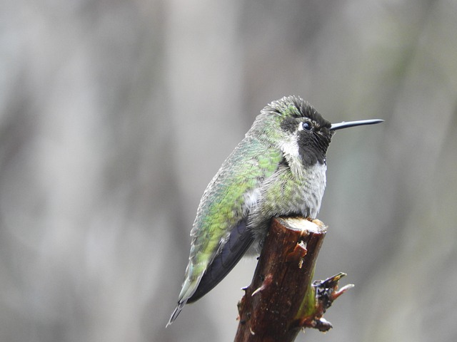 Free Anna Hummingbird Wa State Bird photo and picture