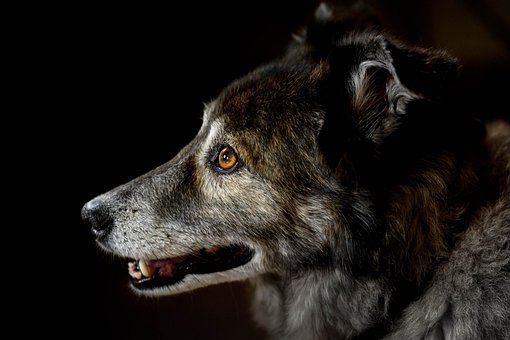 Free Dog Pet photo and picture