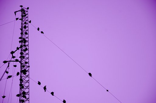 Vögel, Vogel, Tier, Tiere, Gefieder