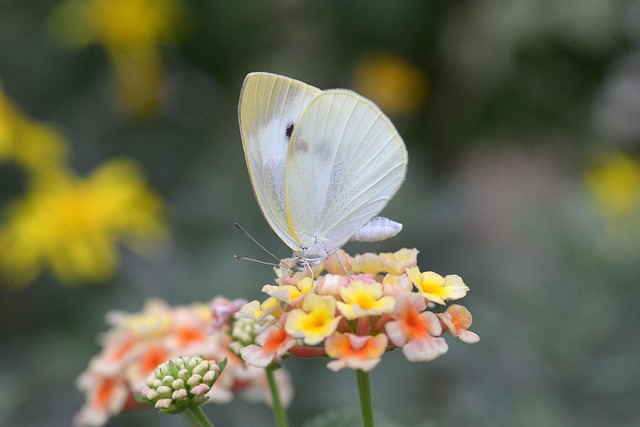 Free Butterfly Beautiful Flowers photo and picture