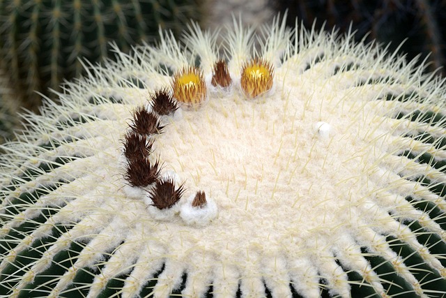 Free Cactus Plant photo and picture