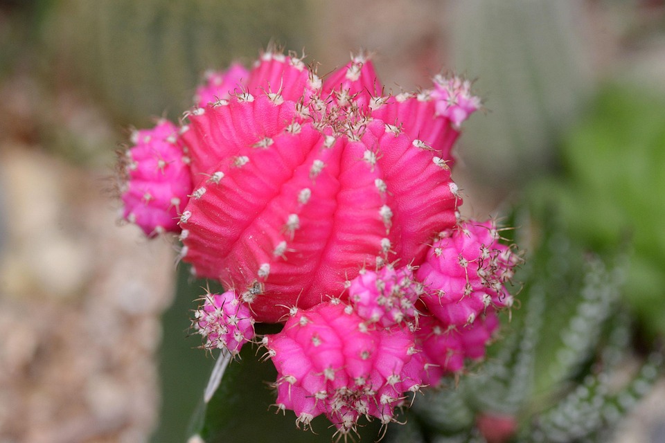 Cactus Red Potted Plant - Free photo on Pixabay - Pixabay