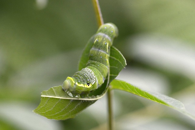 Free Larva Larvae photo and picture