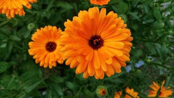 Blumen, Orange Blumen