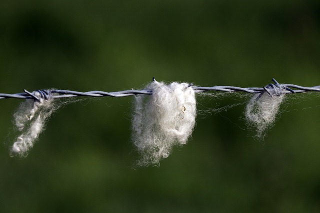 Free Wool Sheep photo and picture