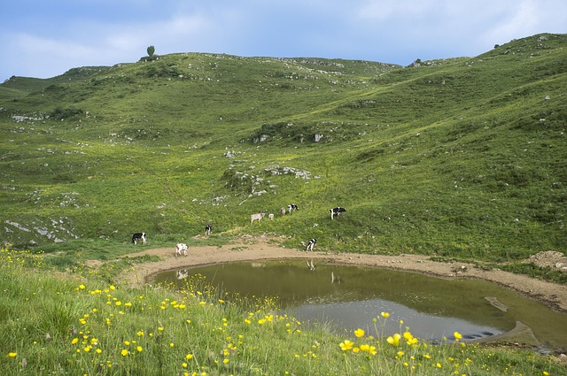 Free Pasture Green photo and picture