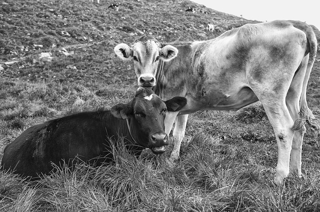 Free Livestock Cows Beef photo and picture