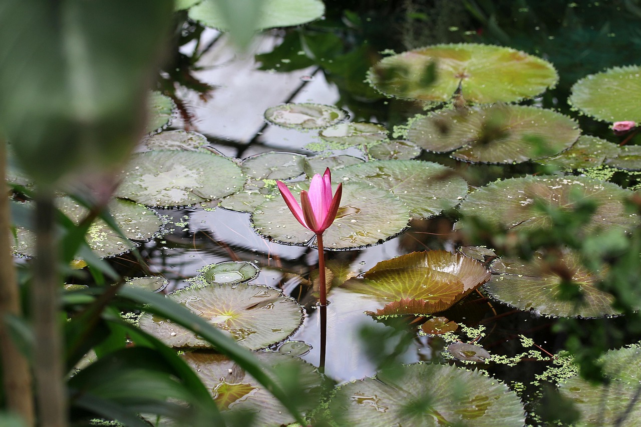 Water Lily - free online jigsaw puzzle photo