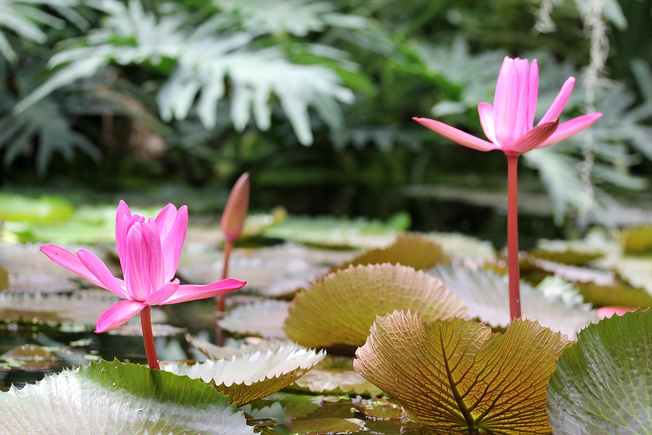 Water Lily - free online jigsaw puzzle photo