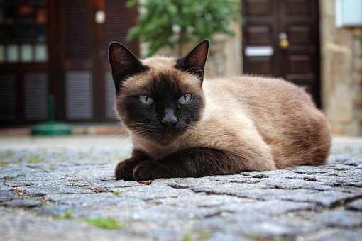Katze, Tier, Kätzchen, Liebenswert