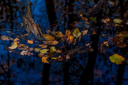 Herbst, Blätter, Natur, Bunt, Wasser