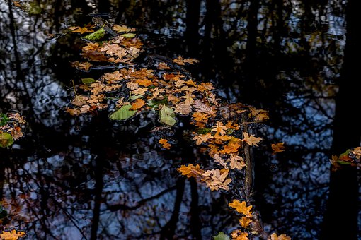 Herbst, Blätter, Natur, Bunt, Wasser