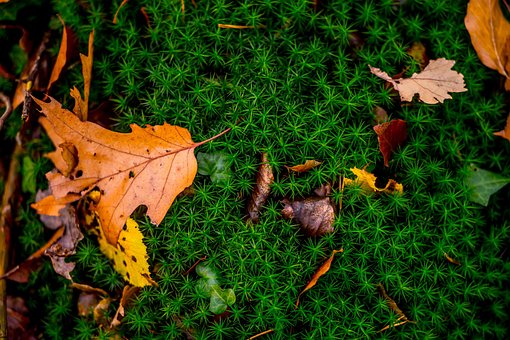Herbst, Blätter, Natur, Bunt, Moos
