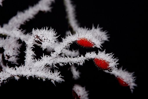 Winter, Frost, Eis, Kalt, Raureif