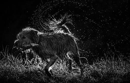 Hund, Wasser, Tier, Sommer, Natur