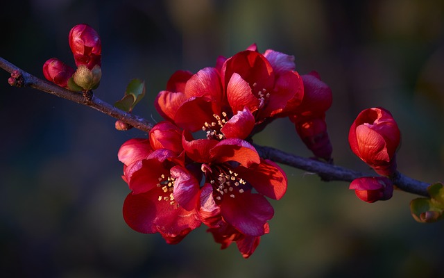 Flores, Primavera, Naturaleza
