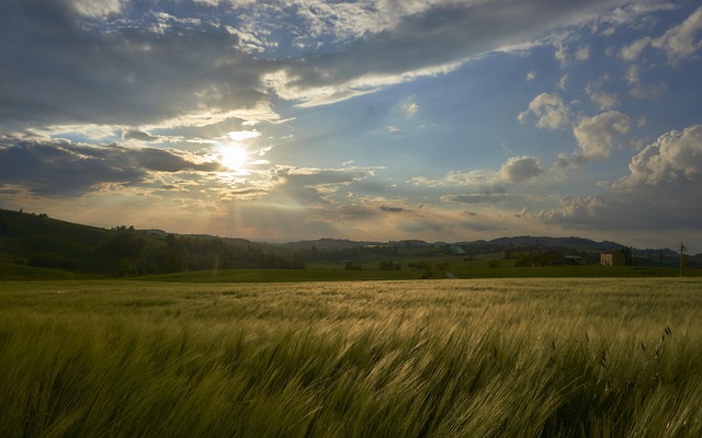Atardecer, Naturaleza, Trigo, Panorama