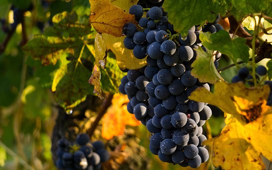 Grapes, Vintage, Screw, Vineyard, Bunch