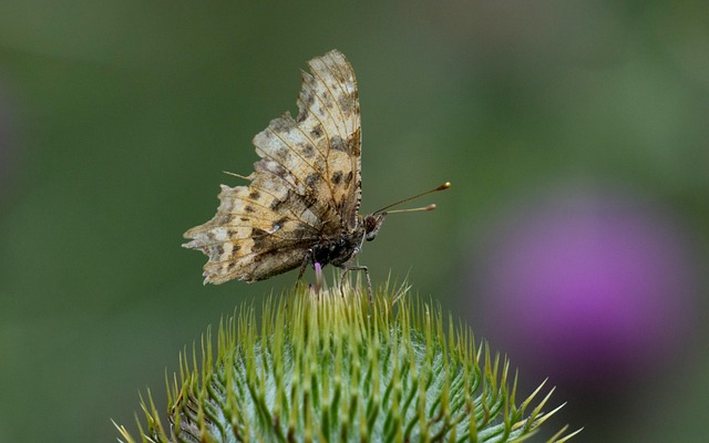 Mariposa, Cardo, Flores, Hermosas Flores