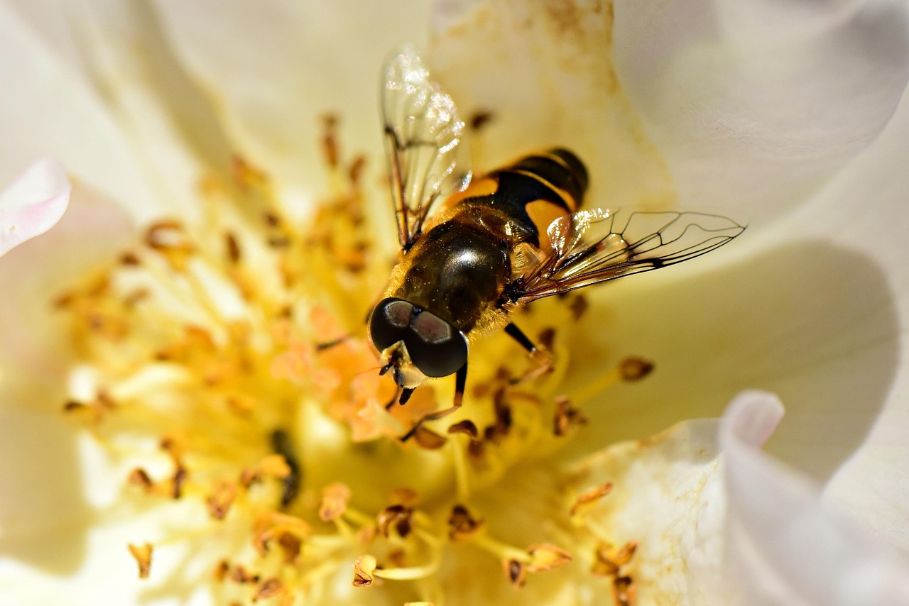 600+ Free Hoverflies & Hoverfly Images - Pixabay