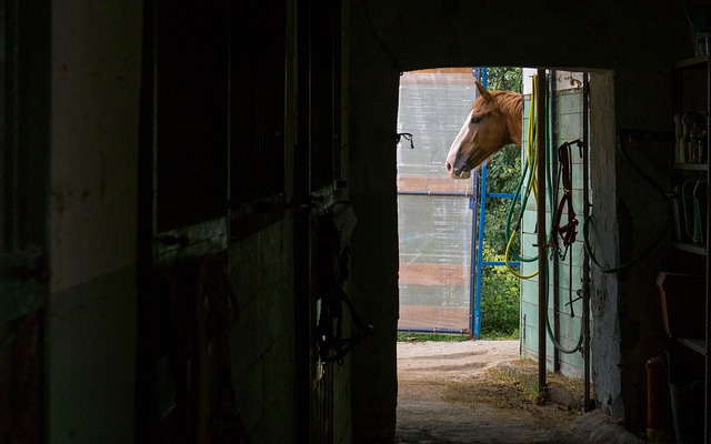 Caballo, Escuela De Manejo, Equitación