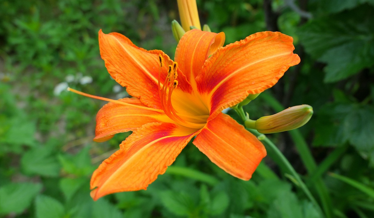 Daylilies Lily Flower Free photo on Pixabay Pixabay