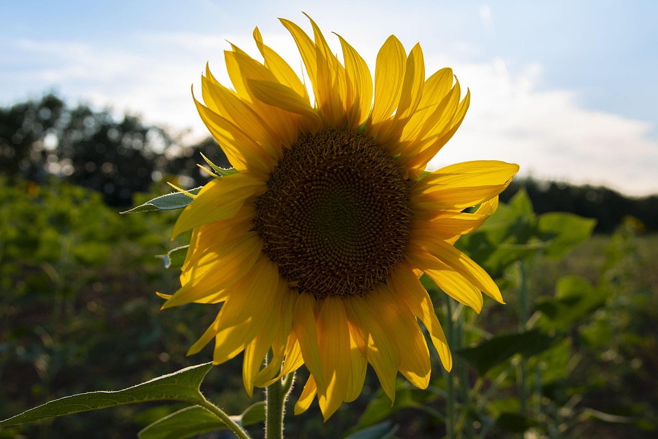 Sunflower Yellow Flower - Free photo on Pixabay - Pixabay