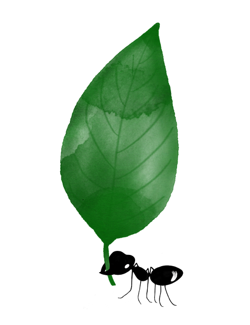 Free leaf nature insect illustration