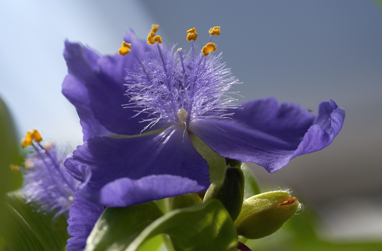 Free Flower Spiderwort Lilly photo and picture
