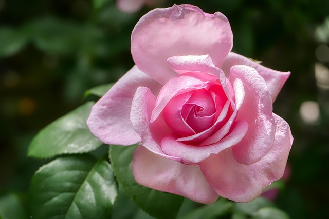 Free Rose Pink photo and picture