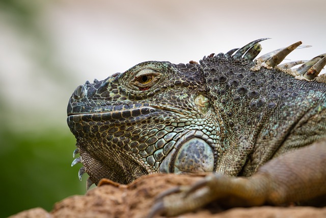 Free Iguana Reptile photo and picture