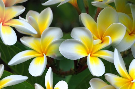 Free Plant Garden photo and picture