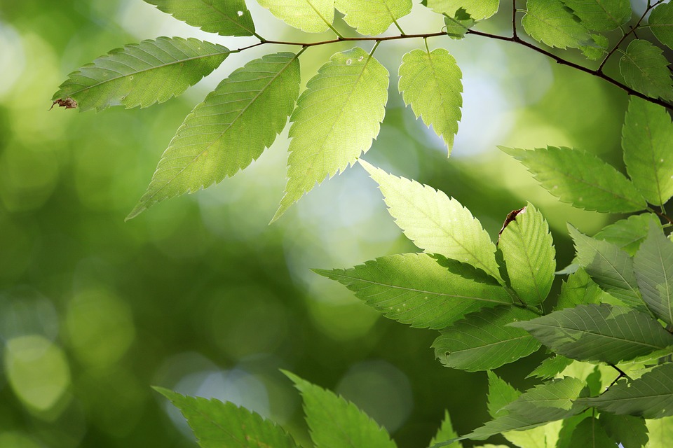 年頭, 緑, 葉, 自然, 植物, グリーン, アブストラクト, 木, シャルトルーズ, 光, 森林