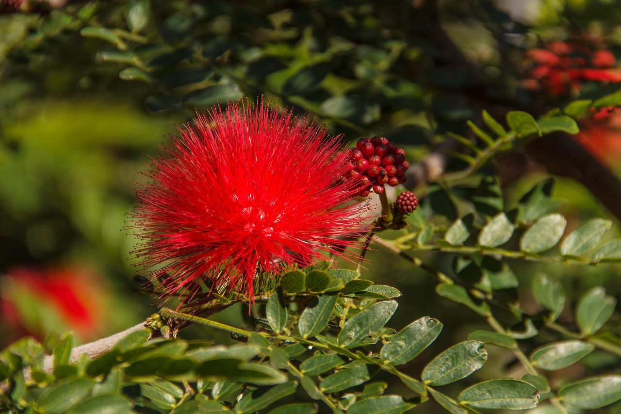 6+ kostenlose Federblume und Natur-Bilder - Pixabay