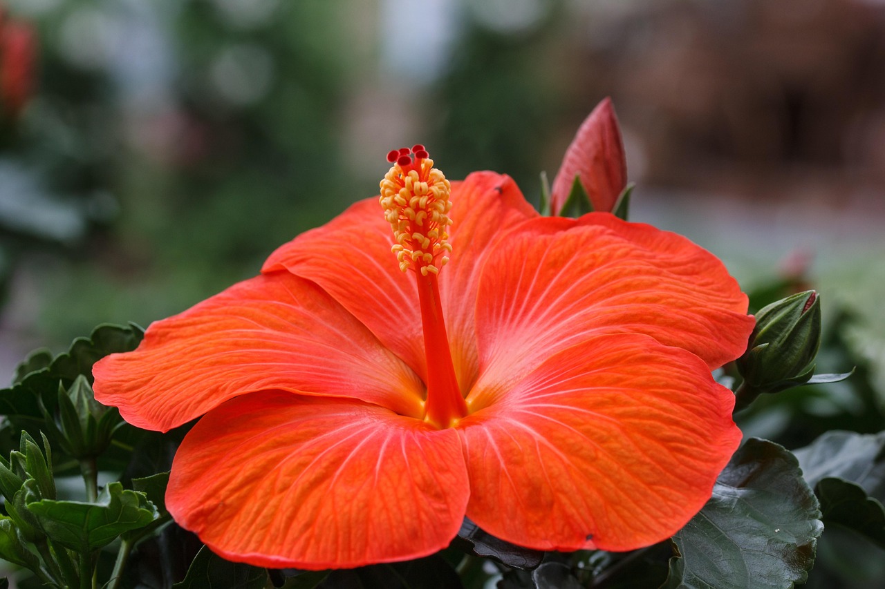 Hibiscus - free online jigsaw puzzle photo