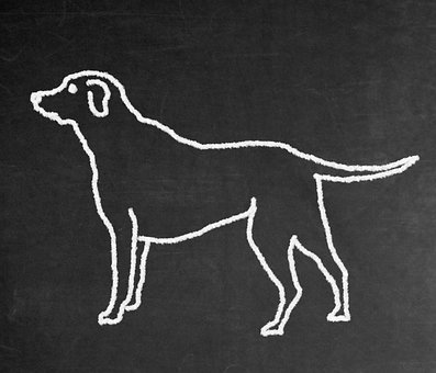 Σκύλος, Λαμπραντόρ, Ζώο, Retriever