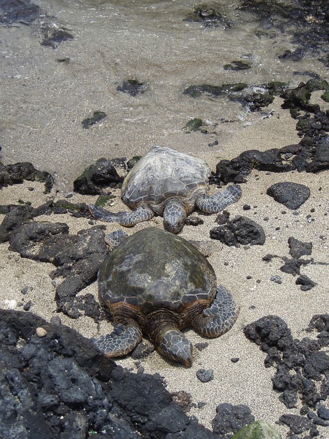 Skildpadder, Par, Hawaii, Skildpadde