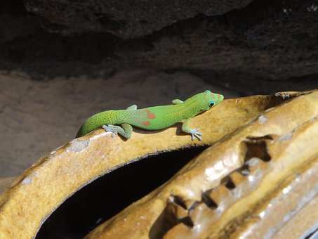 Guld Støv Dag Gekko, Gekko, Hawaii
