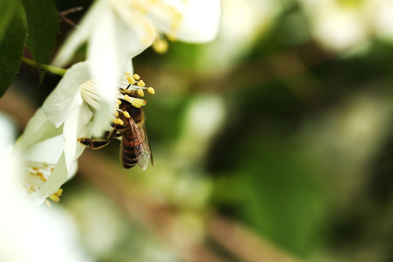 黄蜂 昆虫 自然 - Pixabay上的免费照片 - Pixabay