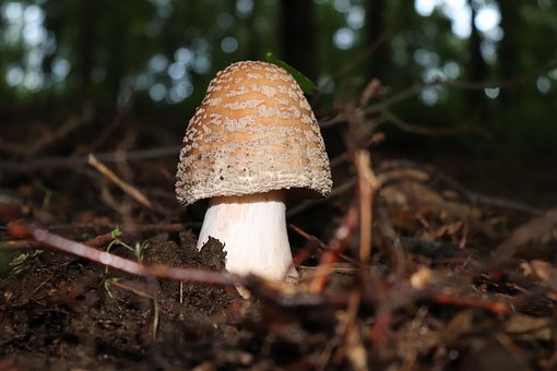 Champignon, Skov, Natur, Svampe