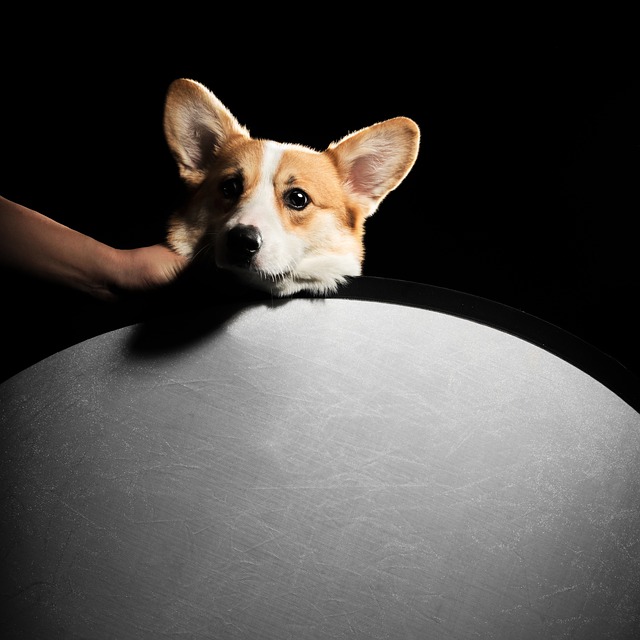 Pes, Corgi, Domácí Zvířata, Zvíře