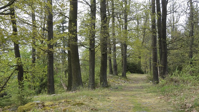 40,000+ Free A Road In The Forest. & Forest Images - Pixabay