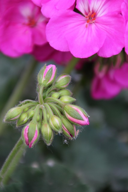 Free Macro Flower photo and picture