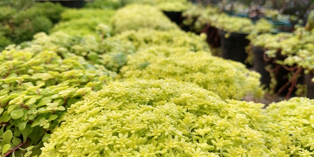 Natur, Plante, Have