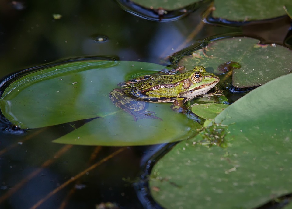 Lago Con Ranas Rana Lago Agua - Foto gratis en Pixabay