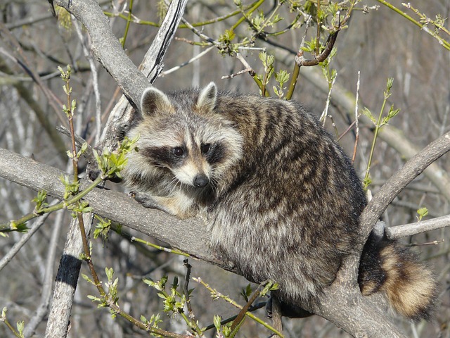 Free Raccoon Wild Life photo and picture
