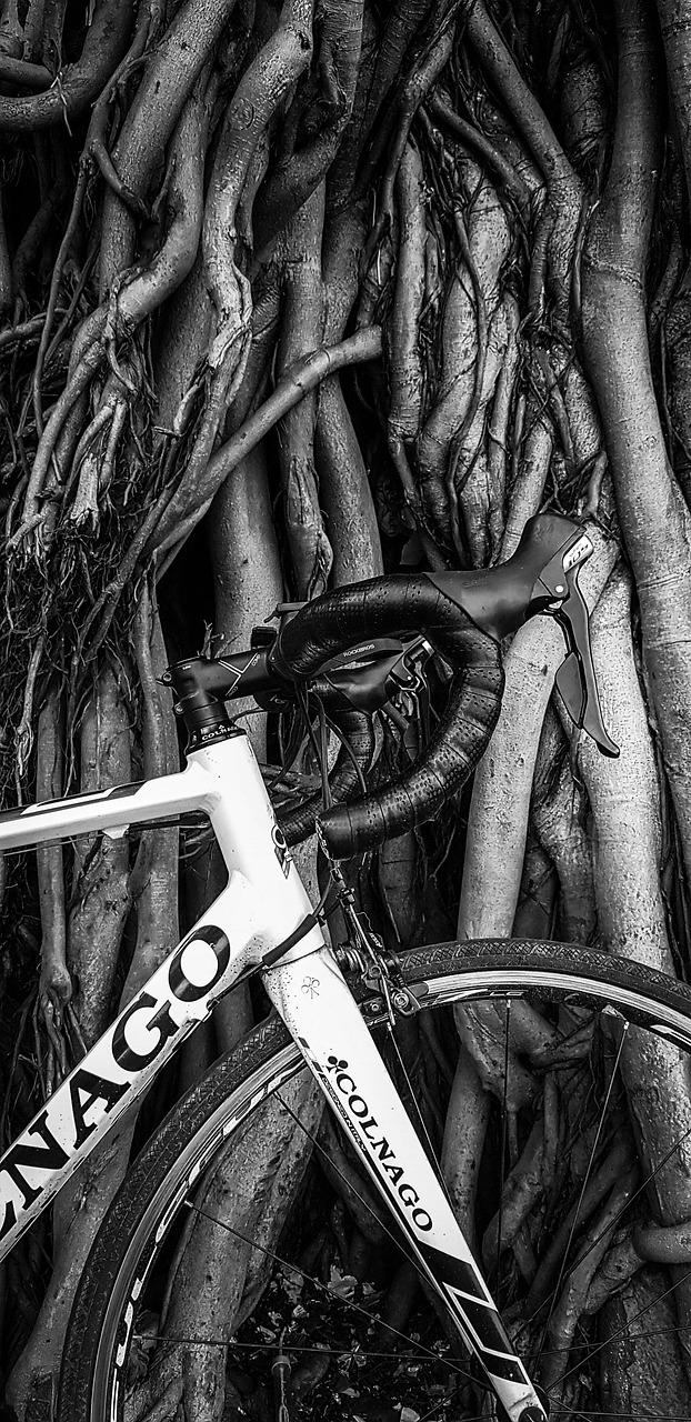 Vintage Look Tree Cycle Black And Free photo on Pixabay Pixabay