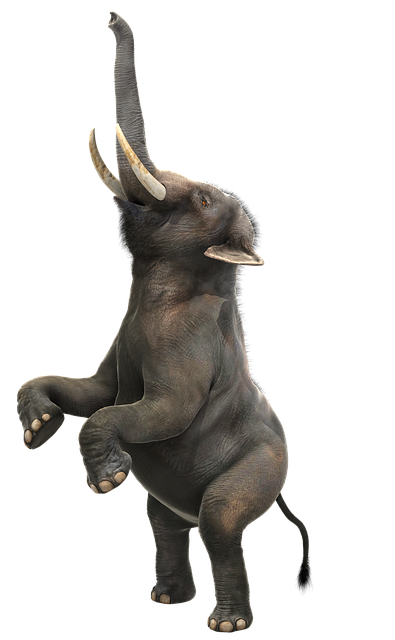 Free elephant wildlife indian illustration