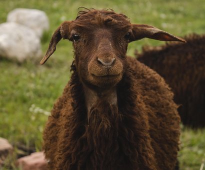 Free Sheep Farm photo and picture