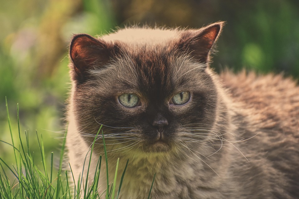 British Shorthair Cat Cute Free Photo On Pixabay